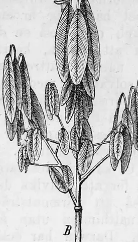 Illustration ur Växternas skyddsmedel (1890), sida 45